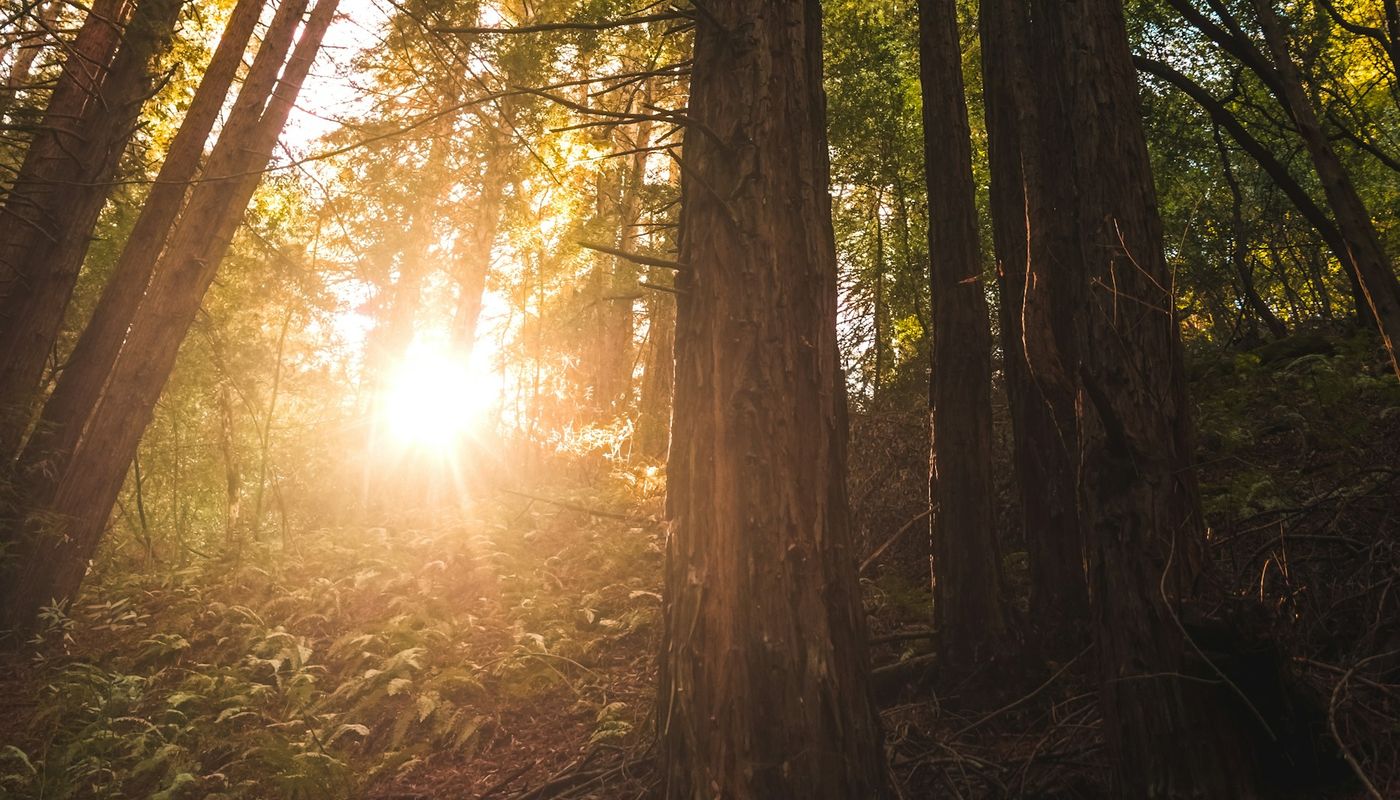 Sunlight breaking through tall trees in woodland
